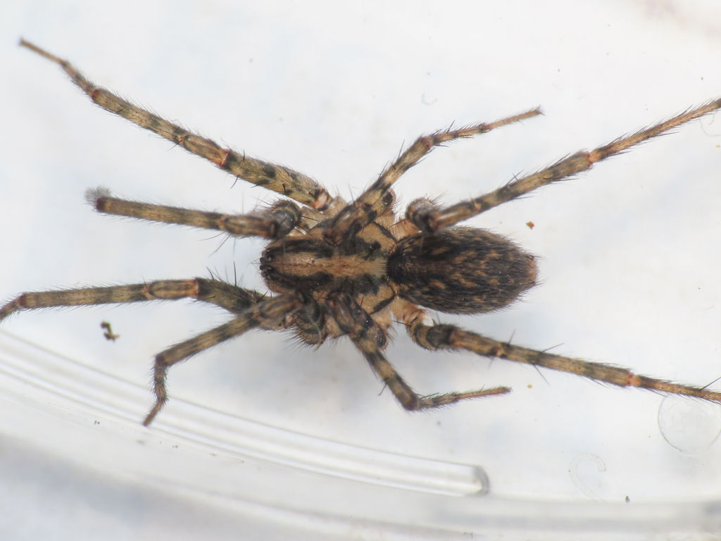 Tegenaria parvula