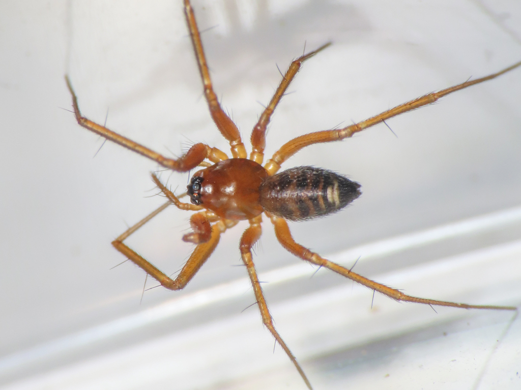 Tenuiphantes herbicola