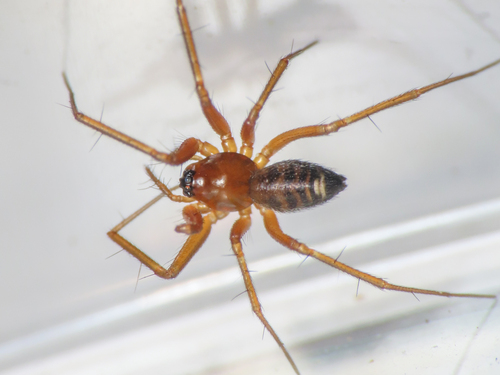 Tenuiphantes herbicola