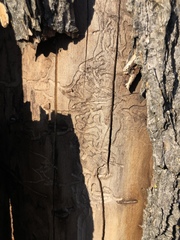 Smodicum cucujiforme