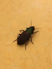 Neoaulacoryssus speciosus