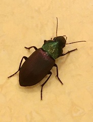 Neoaulacoryssus speciosus
