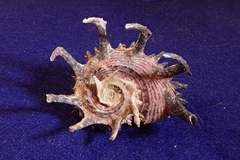 Angaria melanacantha