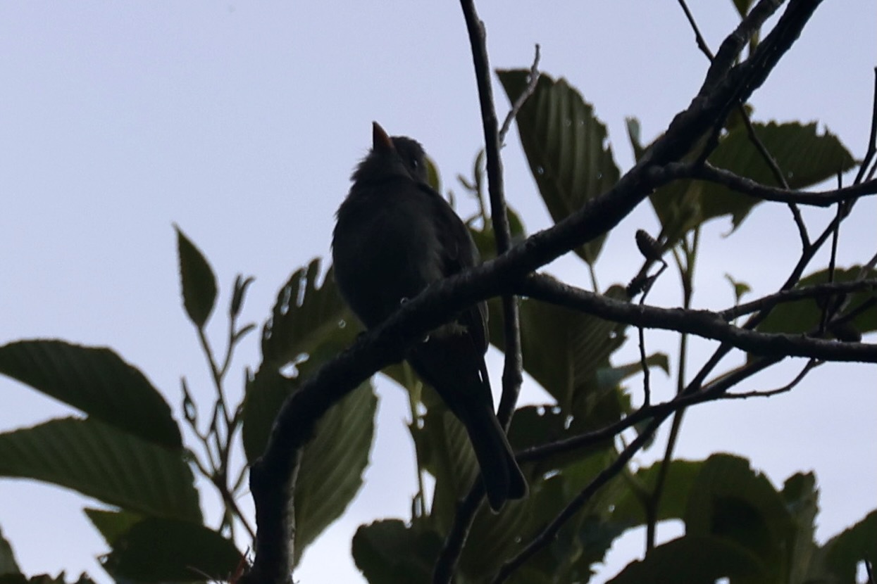 Dark Pewee (Contopus lugubris), photo 4