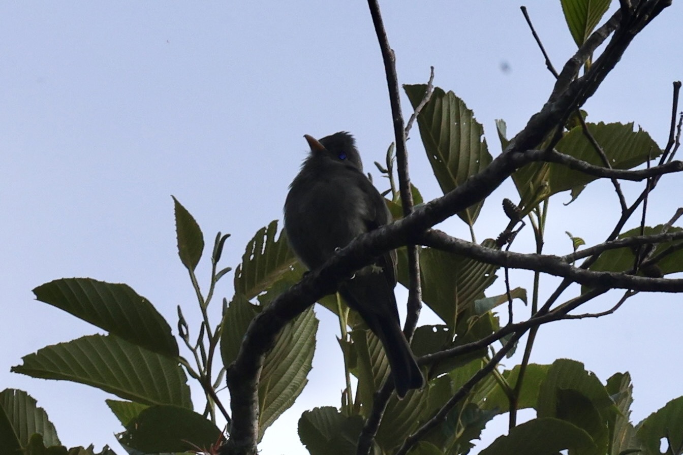 Dark Pewee (Contopus lugubris), photo 5