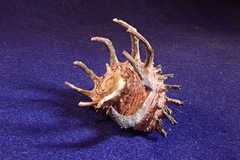 Angaria melanacantha