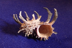 Angaria melanacantha