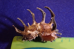 Angaria melanacantha