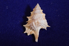 Gyrineum perca