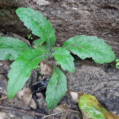 Erigeron sumatrensis