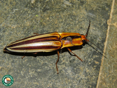Semiotus serraticornis