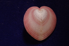 Corculum cardissa