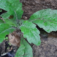 Erigeron sumatrensis