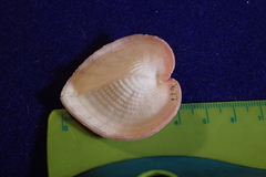 Corculum cardissa
