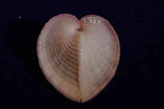 Corculum cardissa