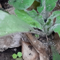Erigeron sumatrensis