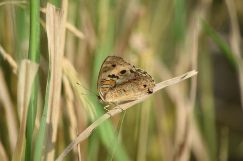 Junonia orithya