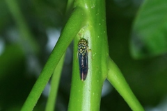 Dilobopterus costalimai