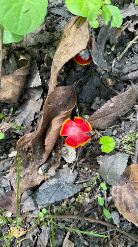 Hygrocybe