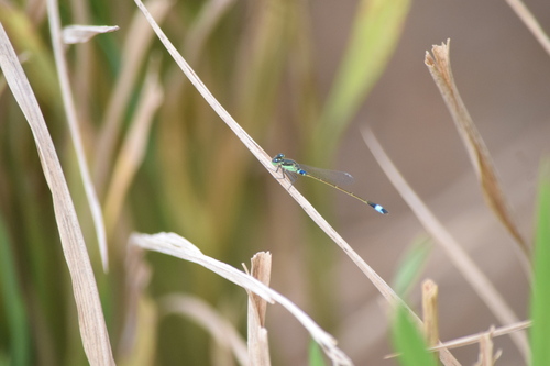 Ischnura senegalensis