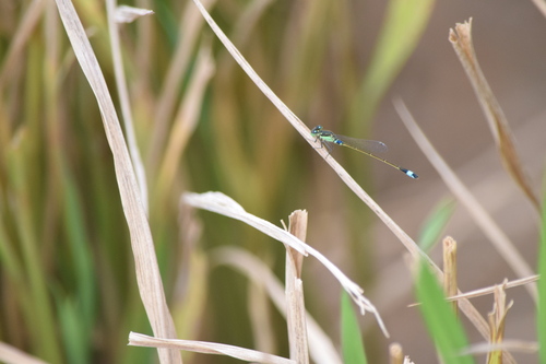 Ischnura senegalensis