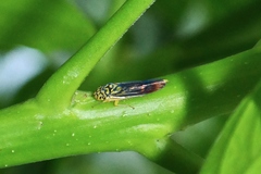 Dilobopterus costalimai