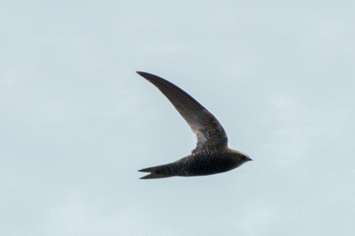 African Black Swift (Apus barbatus), photo 10
