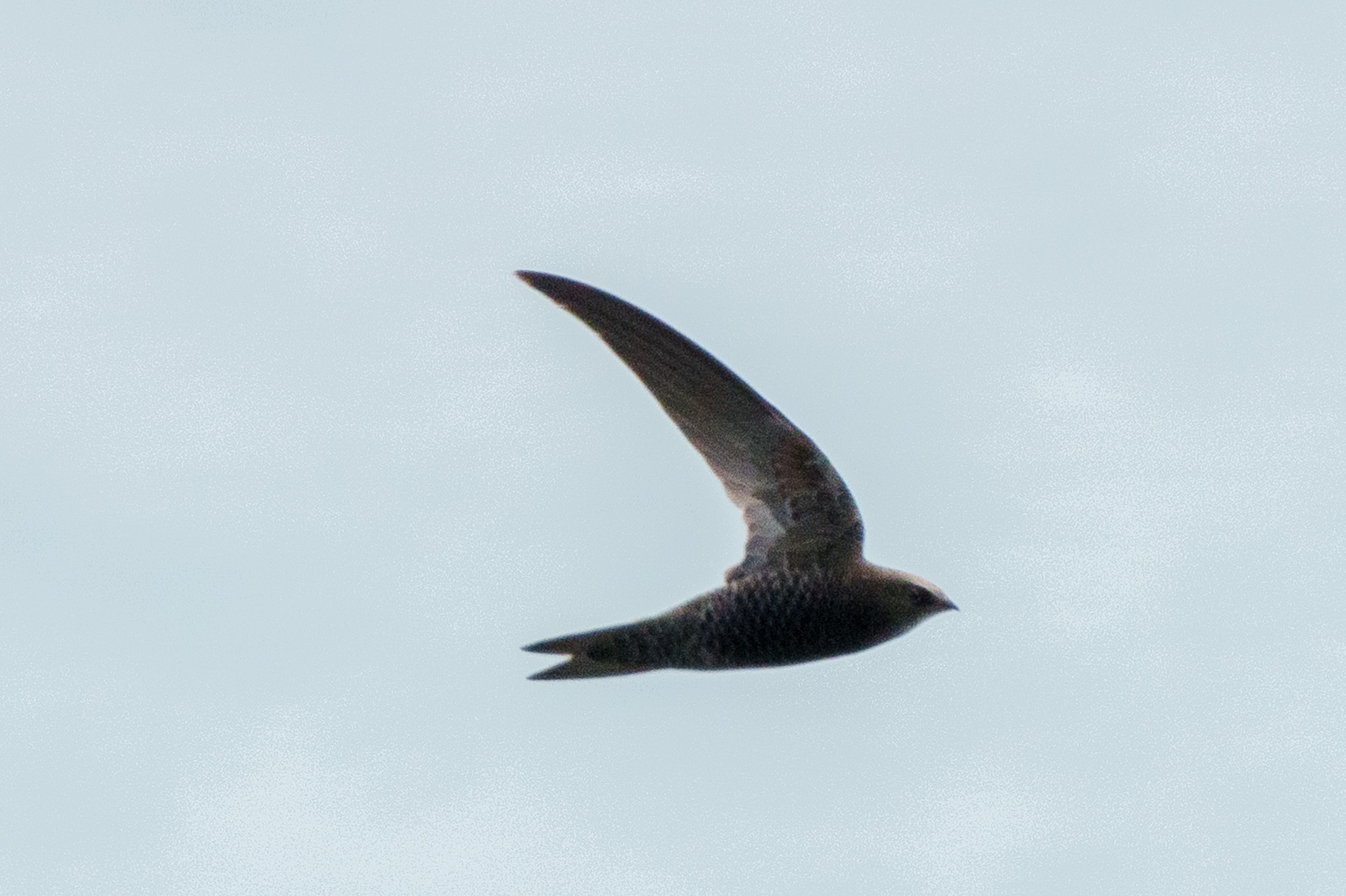 African Black Swift (Apus barbatus), photo 10