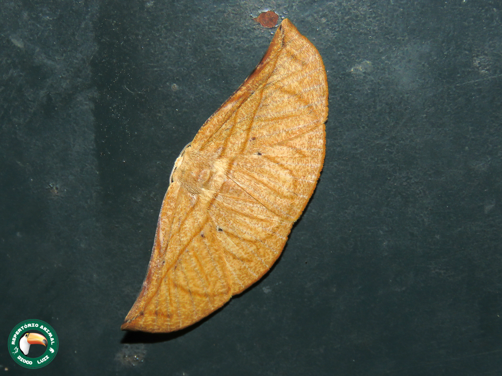 Simopteryx gaurusaria
