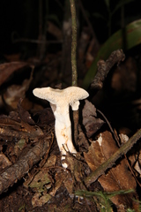 Hydnum zongolicense