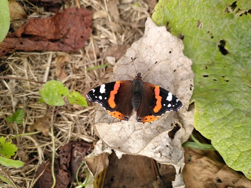 Red Admiral