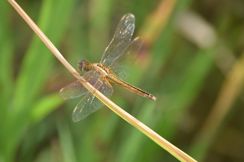 Crocothemis servilia