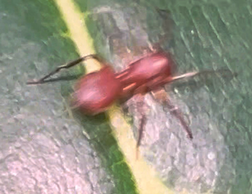 corinnid sac spiders