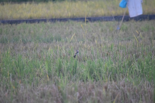 Pycnonotus aurigaster