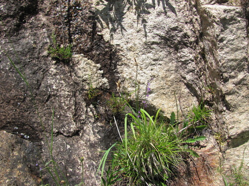Heath lobelia (Lobelia urens)