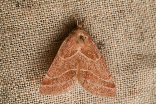 Schinia oleagina photo 3