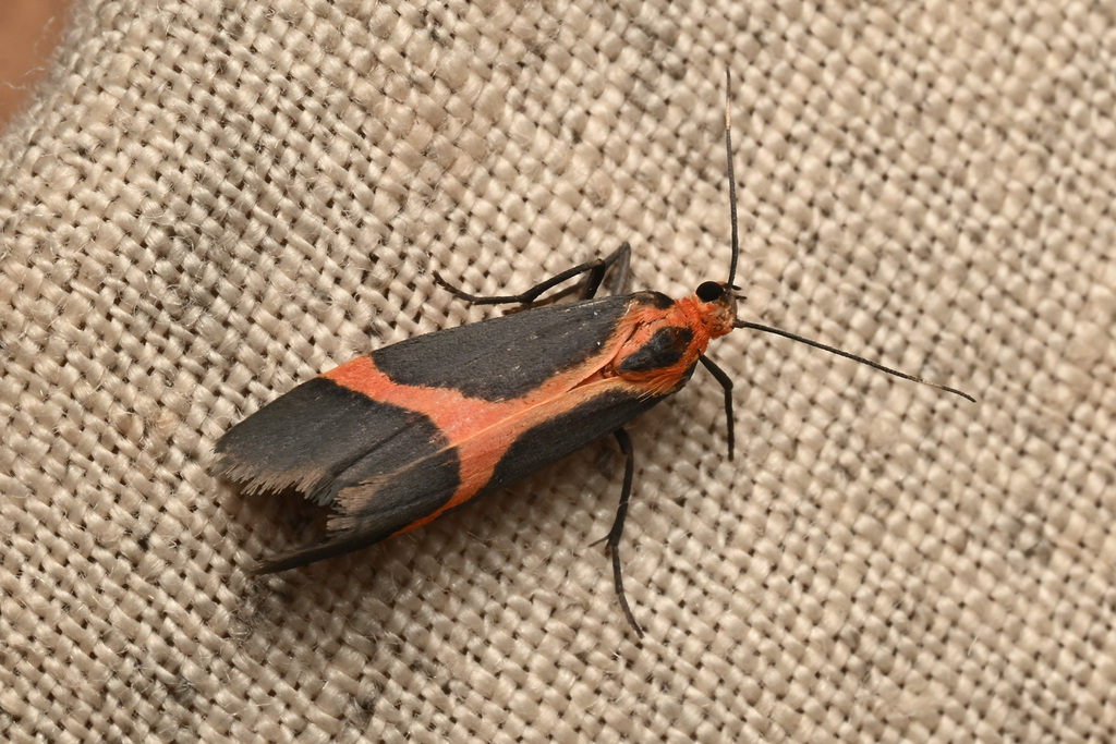Rosy Lichen Moth