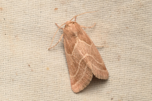 Schinia oleagina photo 4