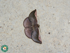 Sphacelodes quadrilineata