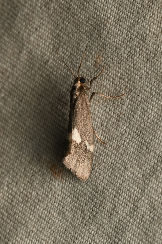 Cisthene liberomacula photo 3