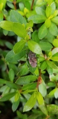 Urochela luteovaria