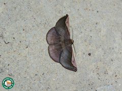 Sphacelodes quadrilineata