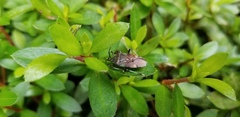 Urochela luteovaria