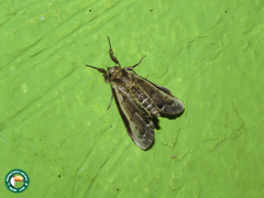 Stictopterinae