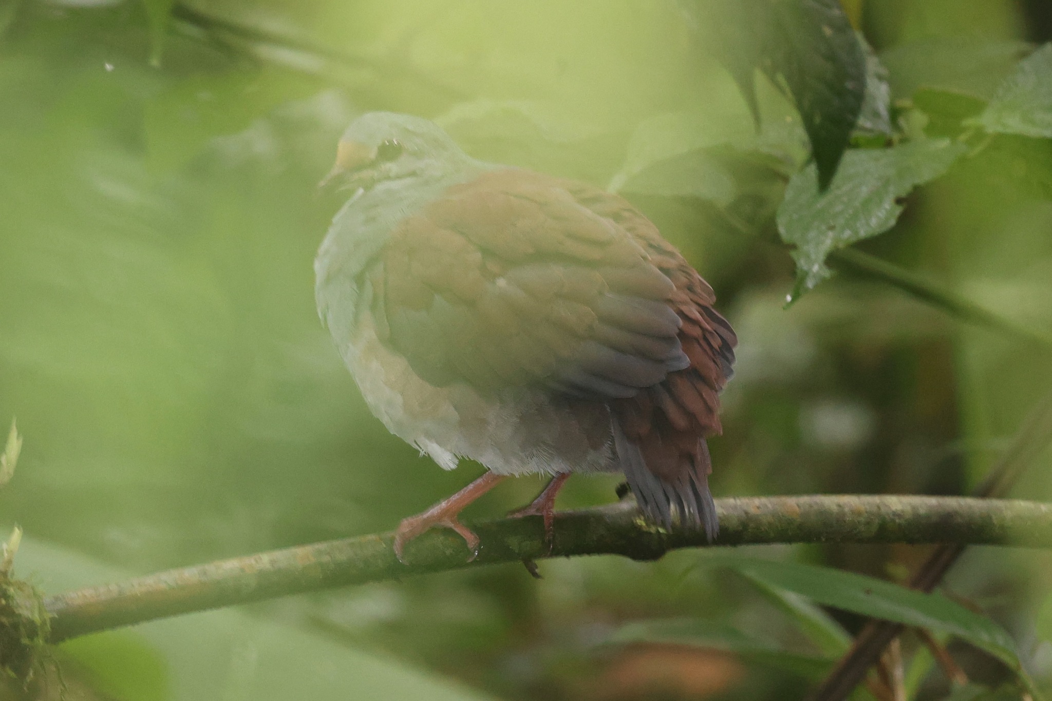 Buff-fronted Quail-Dove (Zentrygon costaricensis), photo 6