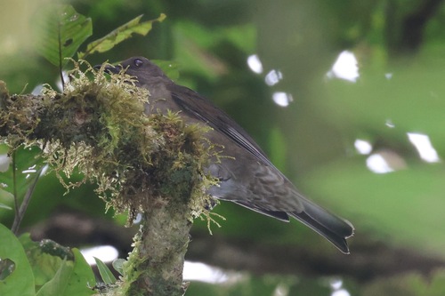 Mountain Thrush (Turdus plebejus), photo 9