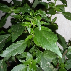 Mercurialis annua