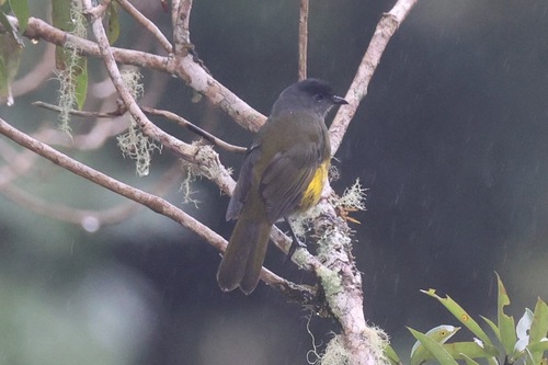 Black-and-yellow Phainoptila (Phainoptila melanoxantha), photo 9