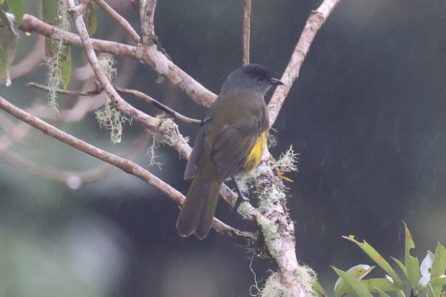 Black-and-yellow Phainoptila (Phainoptila melanoxantha), photo 8