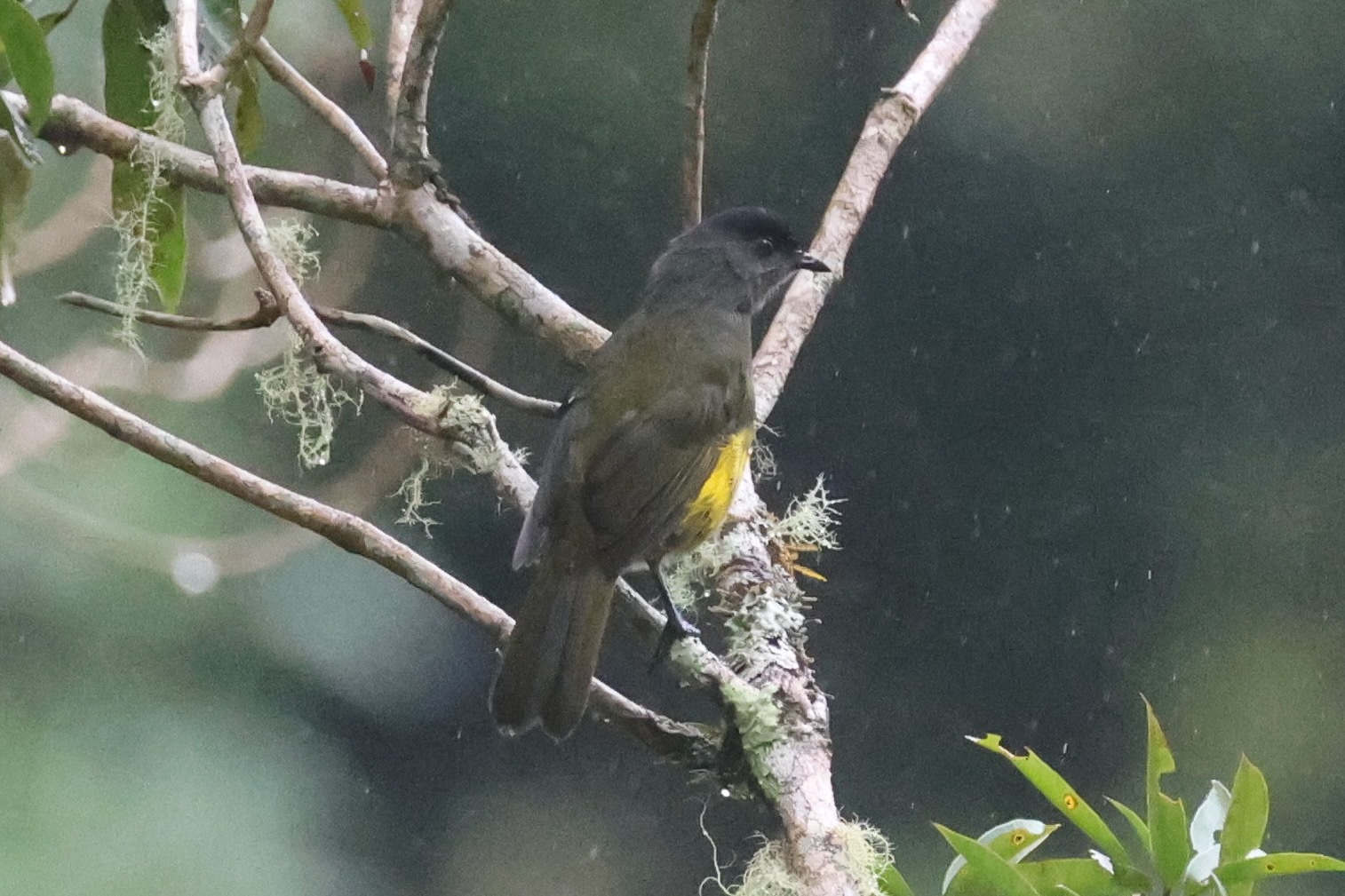 Black-and-yellow Phainoptila (Phainoptila melanoxantha), photo 9
